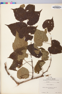 Vitis vulpina image