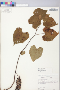 Vitis vulpina image