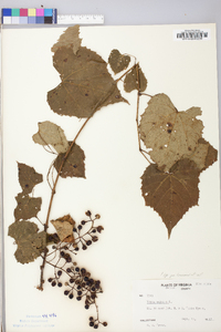 Vitis vulpina image