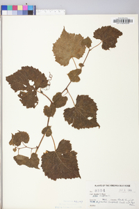 Vitis vulpina image