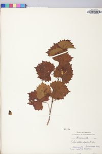 Vitis rotundifolia image