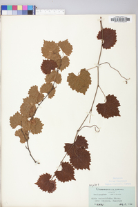 Vitis rotundifolia image