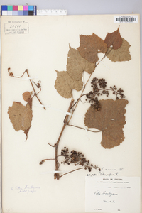 Vitis vulpina image