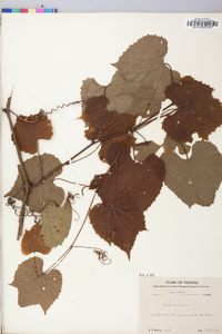 Vitis vulpina image