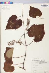 Vitis vulpina image