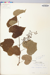 Vitis vulpina image