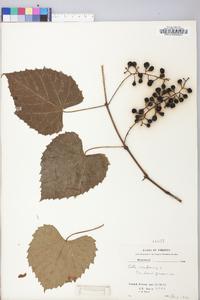 Vitis vulpina image