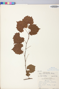 Vitis rotundifolia image