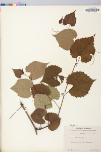 Vitis vulpina image