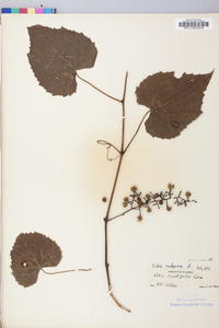 Vitis vulpina image