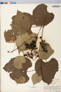 Vitis vulpina image