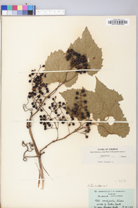 Vitis vulpina image