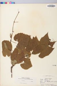 Vitis vulpina image