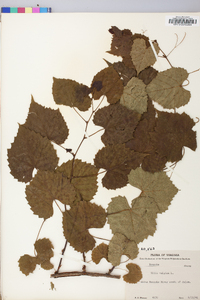 Vitis vulpina image