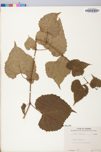 Vitis vulpina image