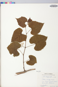 Vitis vulpina image