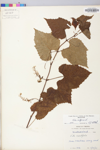 Vitis vulpina image