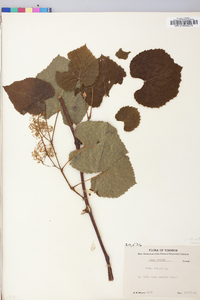 Vitis vulpina image