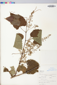 Vitis vulpina image