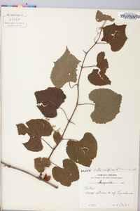 Vitis vulpina image