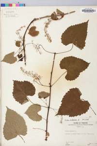 Vitis vulpina image