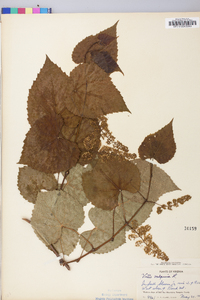 Vitis vulpina image