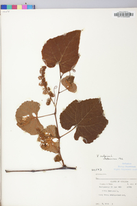 Vitis vulpina image