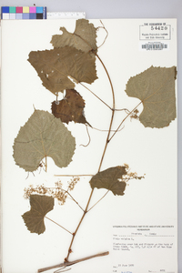 Vitis vulpina image