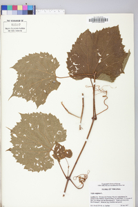 Vitis vulpina image