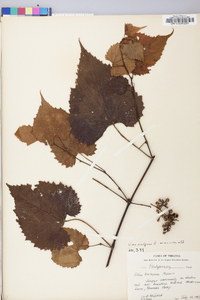 Vitis vulpina image