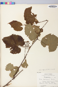 Vitis vulpina image