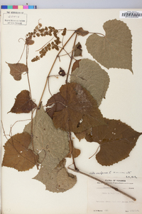 Vitis vulpina image