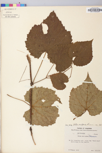 Vitis vulpina image