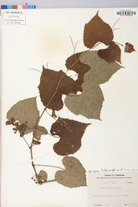 Vitis vulpina image