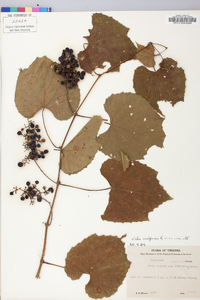 Vitis vulpina image