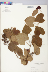 Vitis vulpina image