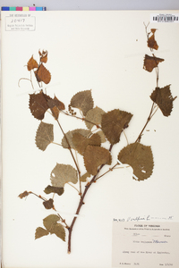 Vitis vulpina image