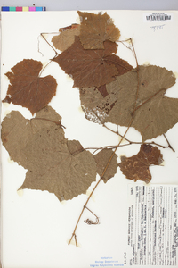 Vitis vulpina image