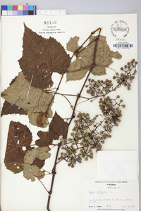 Vitis vulpina image