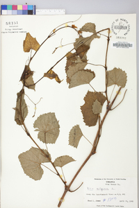 Vitis vulpina image