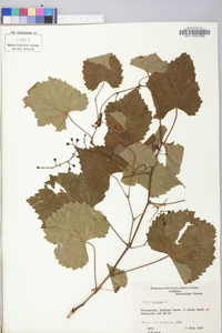 Vitis vulpina image