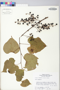 Vitis vulpina image