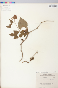 Vitis vulpina image