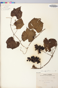 Vitis vulpina image