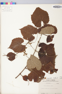 Vitis vulpina image