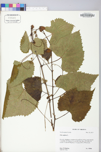 Vitis vulpina image