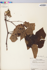 Vitis vulpina image