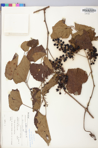 Vitis vulpina image