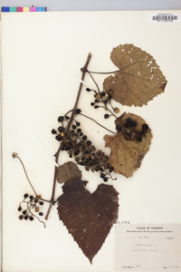 Vitis vulpina image