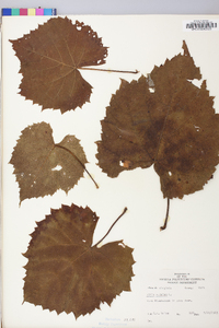 Vitis vulpina image